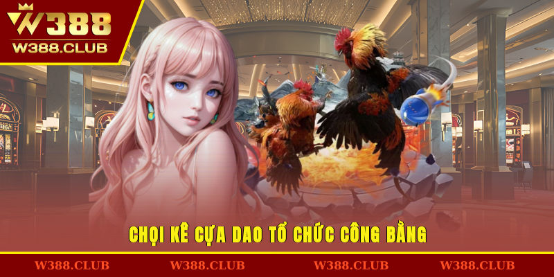 Chọi kê cựa dao tổ chức công bằng